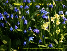 Pflanzen-und-Blüten-1.pdf